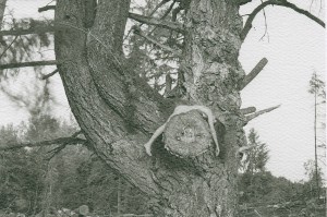 The “Last Sunset”… this Oregon tree was cut down the morning following this final twilight photograph, unbeknownst.